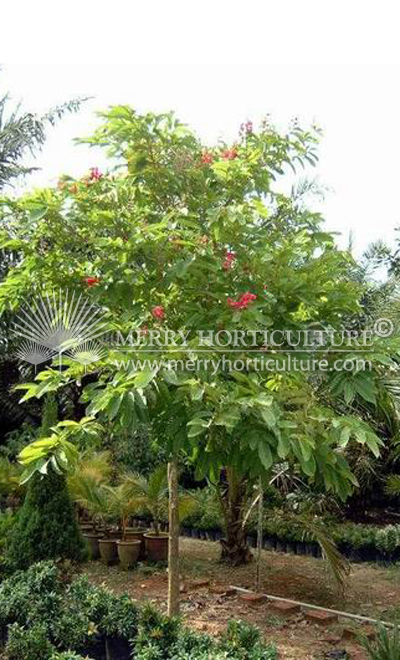 Lagerstroemia hybrid Red